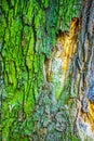 Colorful bark of old oak tree, abstract nature background Royalty Free Stock Photo