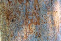 The colorful bark of a sycamore tree Royalty Free Stock Photo