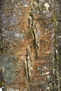 Colorful bark of yellow birch with gray lichens, Rangeley, Maine