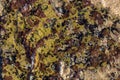 Colorful Barnacles And Lichen Pattern And Textures On Shoreline