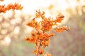 Colorful Bastard Teak are in bloom, bright sunrise shines down on the orange flowers in the branches of Bastard Teak tree