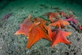 Colorful Bat Sea Stars on Seafloor of Kelp Forest Royalty Free Stock Photo