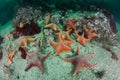 Bat Sea Stars on Seafloor of Kelp Forest in California Royalty Free Stock Photo