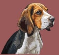 Colorful Beagle vector hand drawing portrait