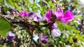 Colorful bean flower