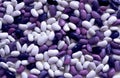 Colorful beans healthy vegetarian food protein trendy purple color