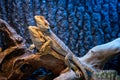 Colorful bearded dragons stacked on top of each other. they are standing on a branch in a vivarium Royalty Free Stock Photo