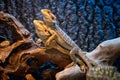 Colorful bearded dragons in a vivarium Royalty Free Stock Photo