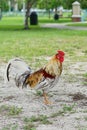 A colorful and beautiful or rooster bird moving free in nature on a field of the USF campus Royalty Free Stock Photo