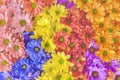 Colorful beautiful daisy flower bouqet background