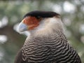 Colorful and beautiful eagle