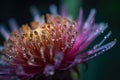 Colorful beautiful flower close-up with dew drops. Generative AI Royalty Free Stock Photo