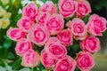 Colorful beautiful flowers bouquet - pink roses - close up top view Royalty Free Stock Photo