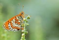 The Fritillary butterfly on flower in romantic green background