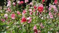 The colorful of hollyhocks in summer season in the garden