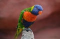 Colorful and beautiful Lorikeet