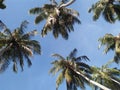 Beautiful coconut trees arts amazing look