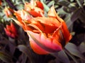 Colorful beautiful orange green tulip flower unusual shape like lily Royalty Free Stock Photo