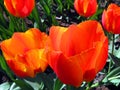 Colorful beautiful orange tulip flower on green background close up, Royalty Free Stock Photo