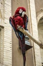 Colorful beautiful parrot ,red macaw parrot sitting on the branch against a brick wall Royalty Free Stock Photo