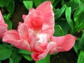 Colorful beautiful pink flower of an unusual shape as rose close-up Royalty Free Stock Photo