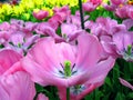 Colorful beautiful purple violet tulip flower on green background close-up, Royalty Free Stock Photo