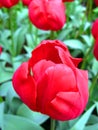 Colorful beautiful red tulip flower on green background close-up Royalty Free Stock Photo