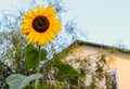 Colorful beautiful sunflower is growing under blue sky in front of country house Royalty Free Stock Photo