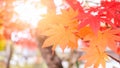 colorful beautiful yellow orange red maple leaves on branch of the tree in the park nature forest in fall autumn season Royalty Free Stock Photo