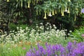 Colorful bed of perennial and herbaceous plants in English cottage and country style garden