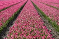 A colorful bed of pink Dutch tulips. Royalty Free Stock Photo