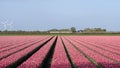 A colorful bed of pink Dutch tulips. Royalty Free Stock Photo