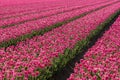A colorful bed of pink Dutch tulips. Royalty Free Stock Photo