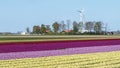 A colorful bed of pink, red, and cream Dutch tulips. Royalty Free Stock Photo