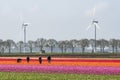 A colorful bed of pink, red, and cream Dutch tulips with workers in the field.. Royalty Free Stock Photo