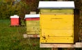 Colorful bee boxes stand on a meadow in autumn on a sunny day and the bees fly around the boxes Royalty Free Stock Photo