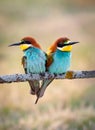 Colorful bee eater bird couple sitting on a branch