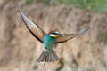 Colorful bee eater in flight Merops apiaster flying Royalty Free Stock Photo