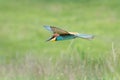 Colorful bee eater in flight Merops apiaster flying Royalty Free Stock Photo