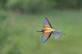 Colorful bee eater in flight Merops apiaster flying Royalty Free Stock Photo