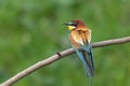 Bee eater perched on branch Merops apiaster Royalty Free Stock Photo