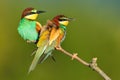 Colorful bee eaters sitting on a branch