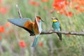 Colorful bee-eaters sitting in front of each other on the tree branch Royalty Free Stock Photo