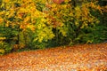 Colorful beech branches with yellow and orange foliage