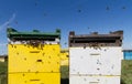 Colorful beehives aligned in a green field