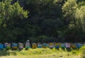 colorful beehives and beekeeper getting honey