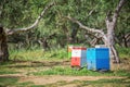 Colorful beehives in a field with olives trees