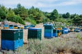 Colorful beehives in a field with trees in Greece