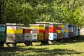 Colorful beehives and flying bees in apiary near acacia forest. Natural backround.  Apiculture concept Royalty Free Stock Photo