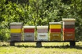 Colorful beehives and flying bees in apiary near acacia forest. Natural backround.  Apiculture concept Royalty Free Stock Photo